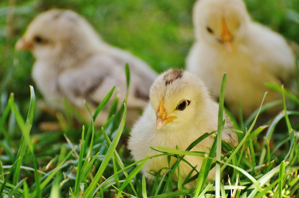 3Spring Chicks on Green Grass